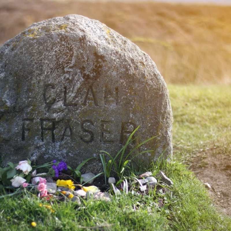 a close up of a flower field