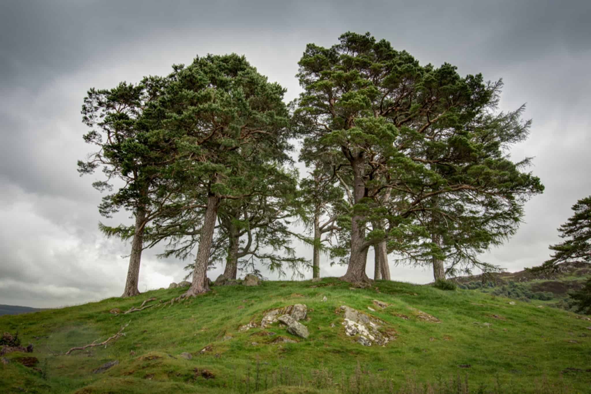 Craigh Na Dun tree on a hill
