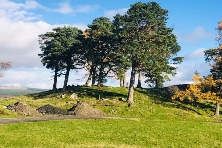 a large green field with trees in the background